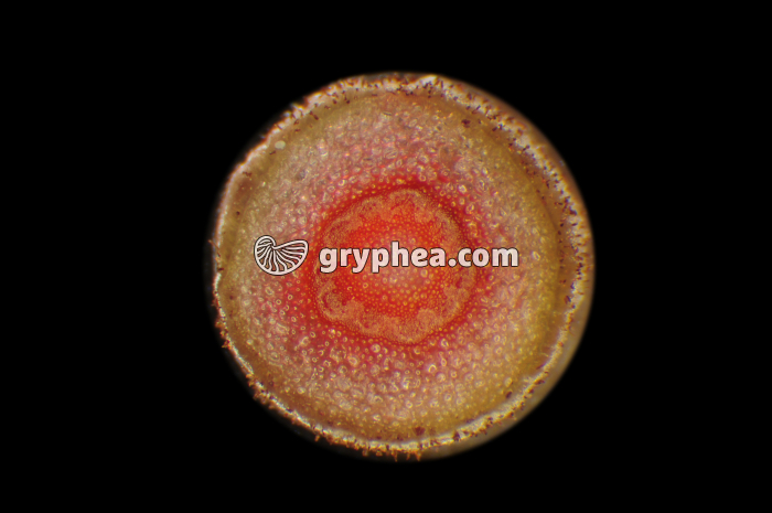 Tige de Cyclamen après traitement à l'éosine CT x5  - gryphea.org